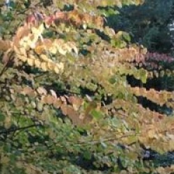 Cercidiphyllum japonicum