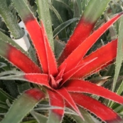 Fascicularia pitcairniifolia