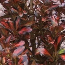 Coprosma repens 'Painter's Palette' 
