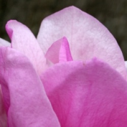 Magnolia 'Advance' - Magnolia Advance