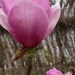 Magnolia 'Advance'