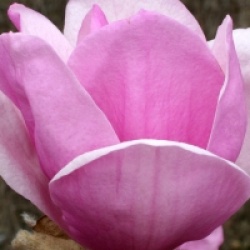 Magnolia 'Advance'