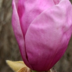 Magnolia 'Advance'