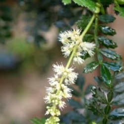 Weinmannia trichosperma