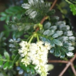 Weinmannia trichosperma