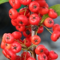 Pyracantha Saphyr Rouge � 'Cadrou' cov