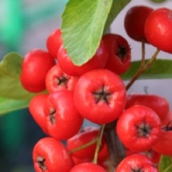 Pyracantha Saphyr Rouge � 'Cadrou' cov