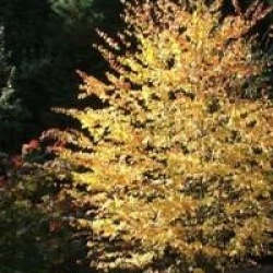 Cercidiphyllum japonicum