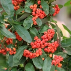 Buisson ardent � fruits rouges