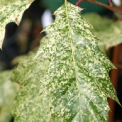 Quercus palustris 'Variegata'