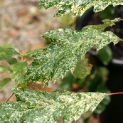 Quercus palustris 'Variegata'