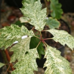 Quercus palustris 'Variegata'