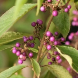 Callicarpa bodinieri 'Imperial Pearl' � 