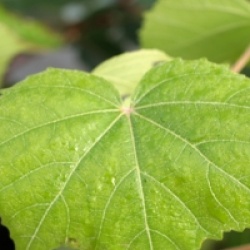 Hibiscus mutabilis 'Wallis' - Hibiscus mutabilis 'Wallis'