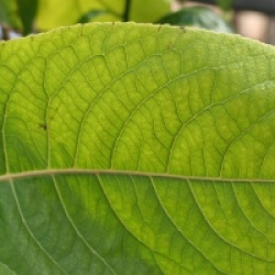 Itoa orientalis