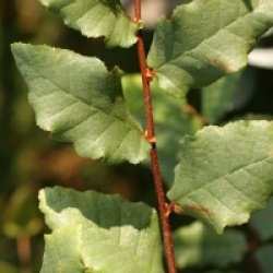 Nothofagus obliqua 