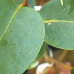 Eucalyptus alpina - Gommier des Monts Grampians