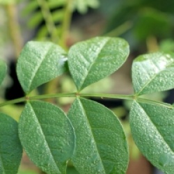 Zanthoxylum coreanum