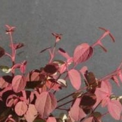 Cercidiphyllum japonicum