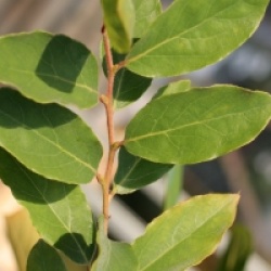 Lindera glauca