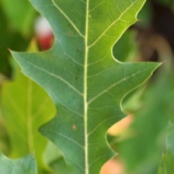 Quercus nuttali