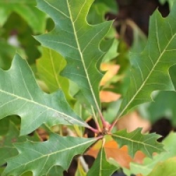 Quercus nuttali