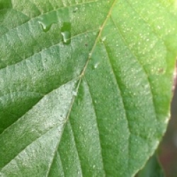 Alnus nitida - Alnus nitida