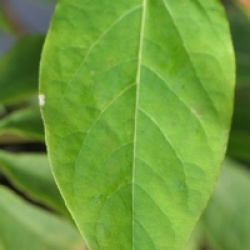 Chimonanthus yunnanensis