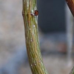 Acer capillipes