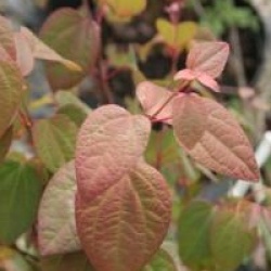Cercidiphyllum japonicum