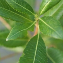 Weinmannia paniculata