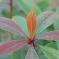 Ternstroemia chapaensis