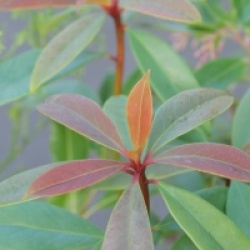 Ternstroemia chapaensis