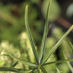 Brachychiton rupestris - Arbre bouteille