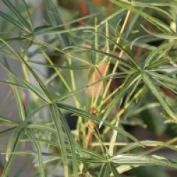 Brachychiton rupestris