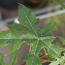 Brachychiton acerifolius