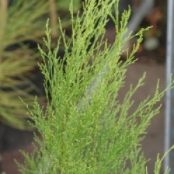 Callitris rhomboidea