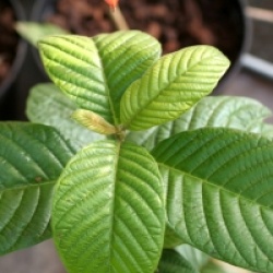 Camptotheca acuminata