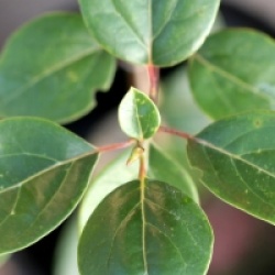 Cinnamomum glanduliferum - cinnamomum glanduliferum