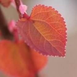 Cercidiphyllum japonicum