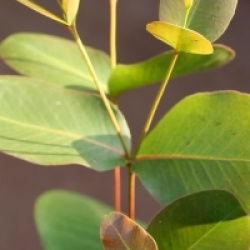 Eucalyptus kitsoniana