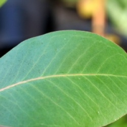 Eucalyptus kitsoniana