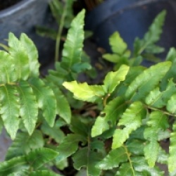 Blechnum chilense - Blechnum du Chili