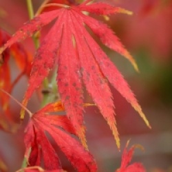 Acer palmatum 'Omurayama'