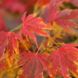 Acer palmatum 'Omurayama'