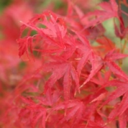 Acer palmatum 'Kamagata'