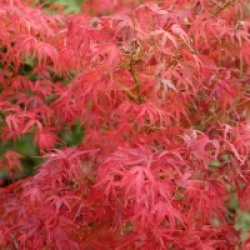 Acer palmatum 'Kamagata'