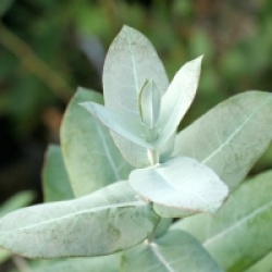 Eucalyptus bicostata - Eucalyptus bicostata