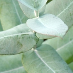 Eucalyptus bicostata