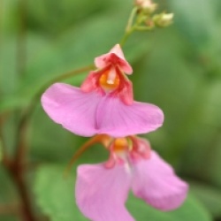 Impatiens flanaganiae